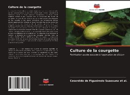 Culture de la courgette