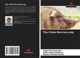 The Chato Murciano pig