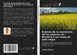 Examen de la resistencia de las especies de Brassica a las cepas de pata negra